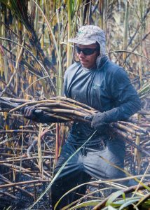 Sugarcane cutter at SER Antonio © Joe Woodruff / Bonsucro