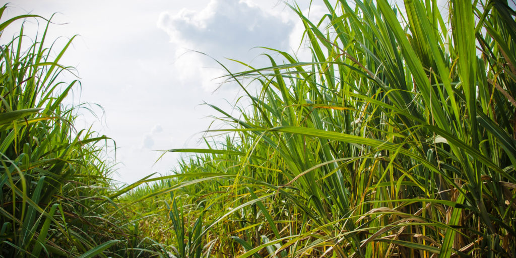 Call for proposals: Responsible and sustainable sugarcane supply chain  development in Pakistan - Bonsucro