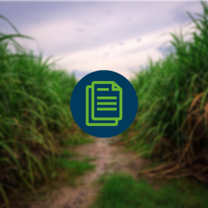 White paper: Thailand - Sugarcane sector and sustainability